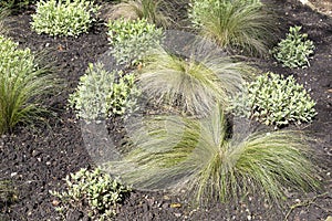 Decorative; ornamental; garden; grass; outdoor; green; plant; na