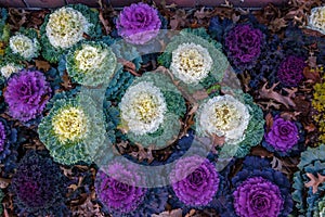 Decorative ornamental kale