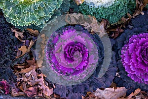 Decorative ornamental kale