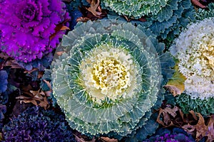 Decorative ornamental kale