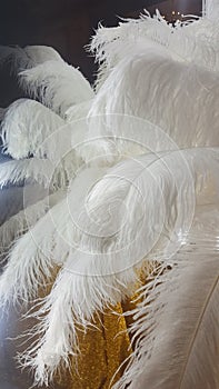 Decorative ostrich feathers on a gold table next to a make-up mirror