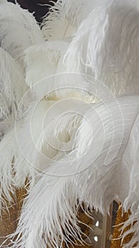 Decorative ostrich feathers on a gold table next to a make-up mirror