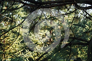 Decorative outdoor string lights hanging on tree in the garden at night time