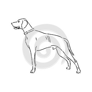 Decorative outline portrait of cute pointer dog vector illustration in black color isolated on white background