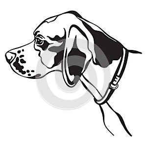 Vector image of pointer dog on white background photo