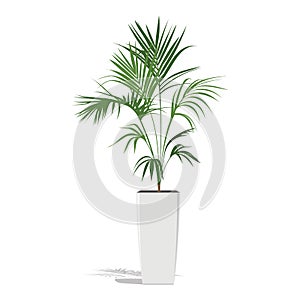 Decorative palm in a flower pot. Green Howea palm-tree in flowerpot isolated on white