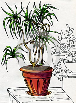 Decorative palm tree in red pot