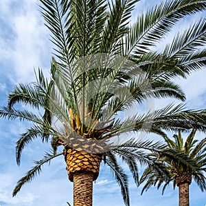 Decorative palm trees against sky.