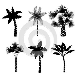 Decorative palm trees collection