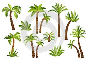 Decorative palm trees set.