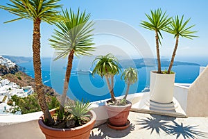 Decorative palms on the terrace with sea view. Santorini island, Greece