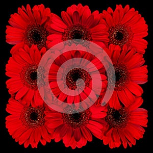 Decorative panel of several red gerberas on a black