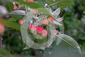 Decorative paradise ripe apples on a tree in the garden. Organic food