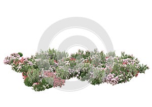 Decorative park and garden plants isolated on white background