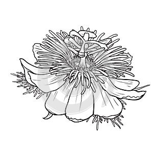 Decorative Passiflora flower  vector illustration