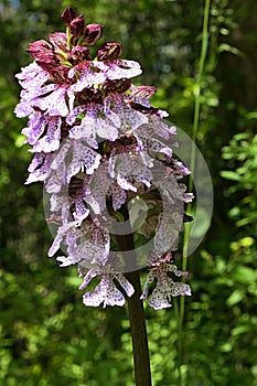 Decorative patchy flowers of Lady Orchid, latin name Orchis Purpurea