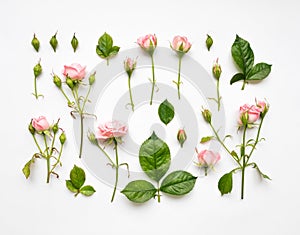 Decorative pattern with pink roses, leaves and buds on white background. Flat lay, top view