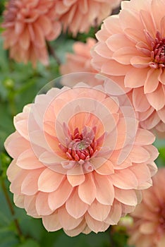 Decorative peach colored Dahlias close-up.