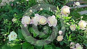 Decorative peony bush with delicate flowers