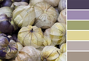 Decorative physalises background colour palette.