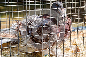 Decorative pigeon in a cage