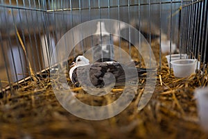 Decorative pigeon in a cage, bird breeding. Trade show exhibition. Farming business, agriculture