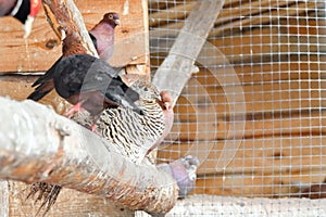 A decorative pigeon sits on a branch next to simple pigeons