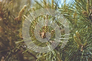 Decorative pine with young cones, closeup, selective focus. Tinted photo