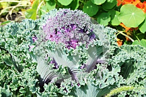 Decorative pink, green cabbage Brassica oleracea. flower background vividly bright blossoming flush floral plant on flowerbed