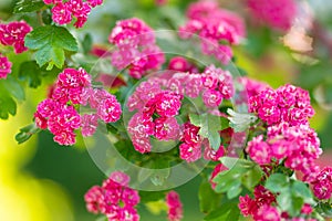 Decorative pink hawthorn flowers on the bush. Blossoming hawthorn plant in spring garden