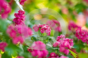 Decorative pink hawthorn flowers on the bush. Blossoming hawthorn plant in spring garden