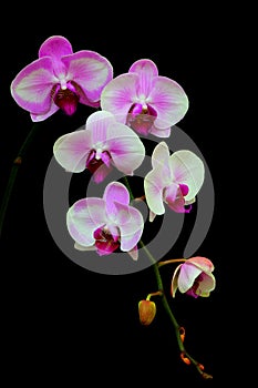 Decorative pink phalaenopsis blume orchids against black backdrop