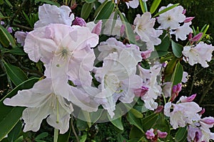 Decorative pink to creamy white flowers of Rhododendron Decorum