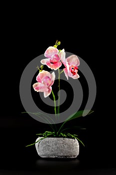 Decorative pink and white orchid in stone vase isolated on black background