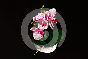 Decorative pink and white orchid in stone vase isolated on black background. Top view