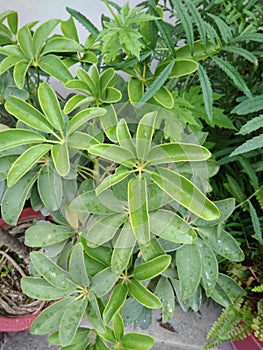 Decorative plant with green leaves
