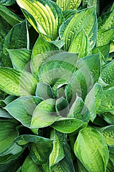 Decorative plant Hosta Funkia. Water drops on leaves after rain