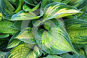 Decorative plant Hosta Funkia. Water drops on leaves after rain