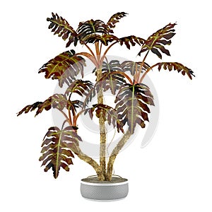 Decorative plant palm in the pot