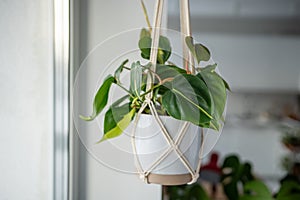 Plant Philodendron Hederaceum Brasil in ceramic pot hanging from cotton macrame at home. photo