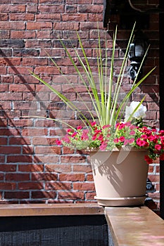 Decorative plant on a shelf