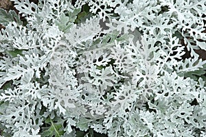 Decorative plant Silver Dust Senecio Bicolor. photo