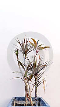 Decorative Plant Vase b