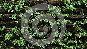 Decorative plant on the wall. Green foliage on black brick.