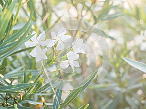 Decorative plant with white flowers against setting sun in Portugal.