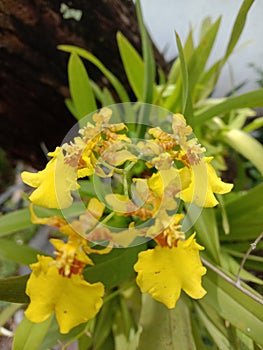 decorative plants,decorative plants