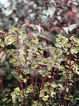 Decorative plants