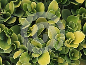 Decorative plants, The crassula multicava