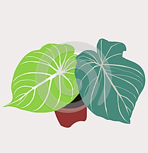 Decorative Plants Philodendron Gloriosum