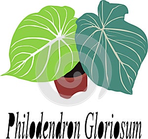 Decorative Plants Philodendron Gloriosum